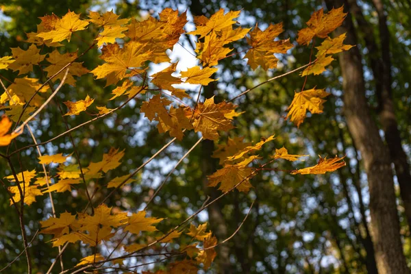 Bright Maple Leaves Autumn — Stock Photo, Image