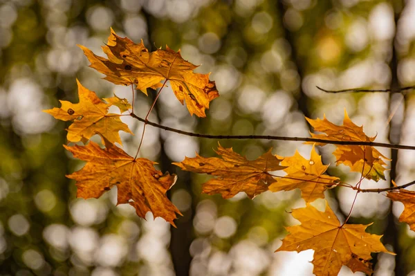 Hojas Arce Brillante Otoño —  Fotos de Stock