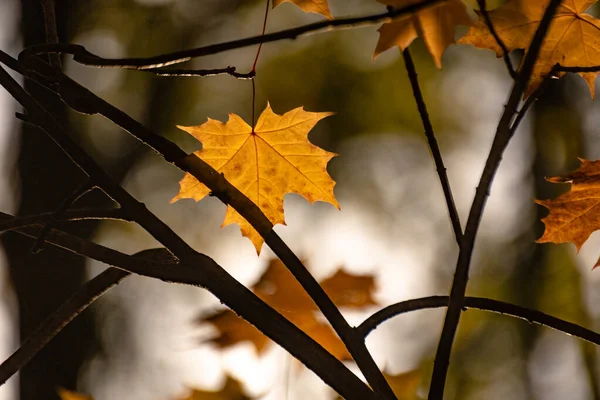 Jasny Klon Liście Jesienią — Zdjęcie stockowe