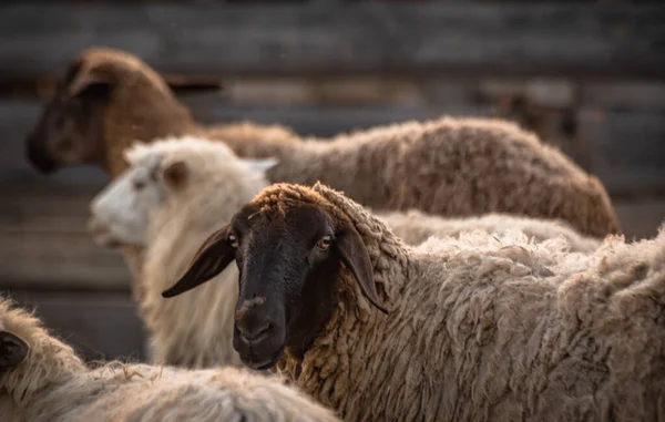 Pets in the paddock on a farm