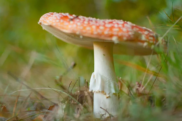 Bjergskoven Efteråret - Stock-foto