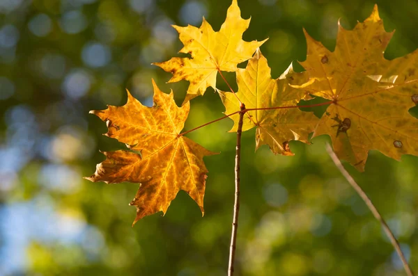 Hojas Arce Brillante Otoño —  Fotos de Stock