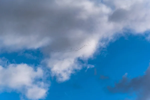 Trekvogels Lucht — Stockfoto