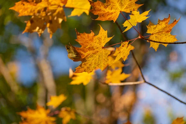 Hojas Arce Brillante Otoño —  Fotos de Stock