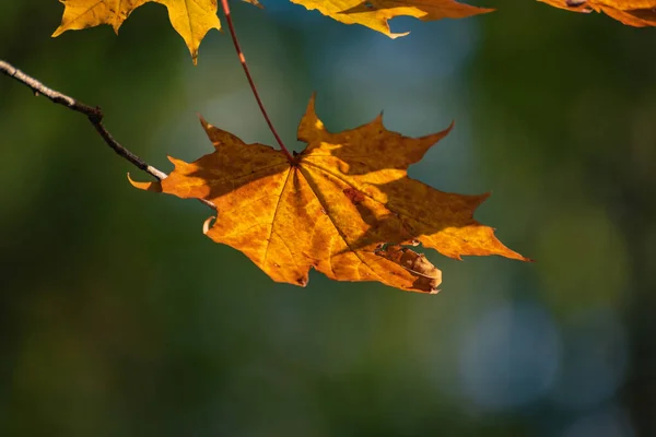 Hojas Arce Brillante Otoño —  Fotos de Stock