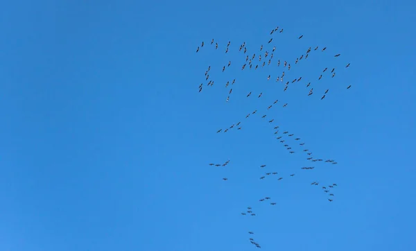 Migratory Birds Sky — Stock Photo, Image
