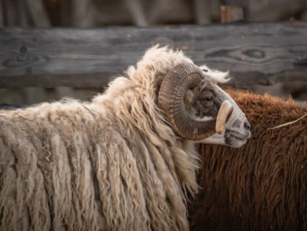 Pets in the paddock on a farm