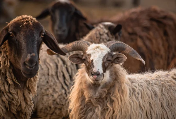 Pets in the paddock on a farm