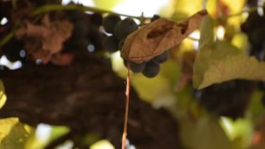 Sonbahar manzarası adı verilen manzara 