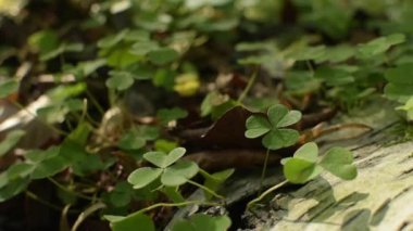 Bir dağ ormanında sonbahar manzarası