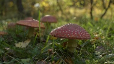 Bir dağ ormanında sonbahar manzarası