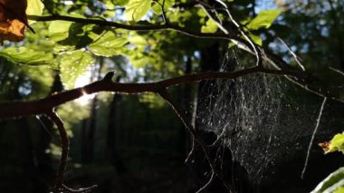 Bir dağ ormanında sonbahar manzarası