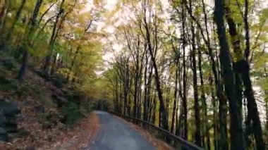 Bir dağ ormanında sonbahar manzarası