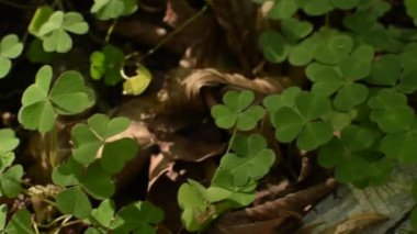 Bir dağ ormanında sonbahar manzarası