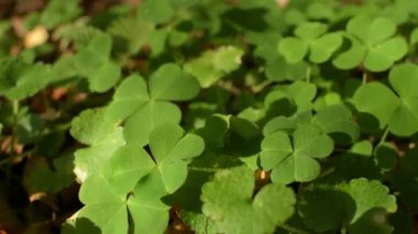 Bir dağ ormanında sonbahar manzarası