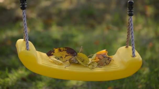 Gevallen Bladeren Een Schommel Voor Kinderen — Stockvideo