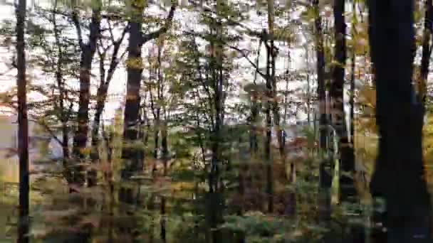 Bergwald Herbst — Stockvideo