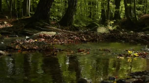 Herbstlandschaft Einem Bergwald — Stockvideo