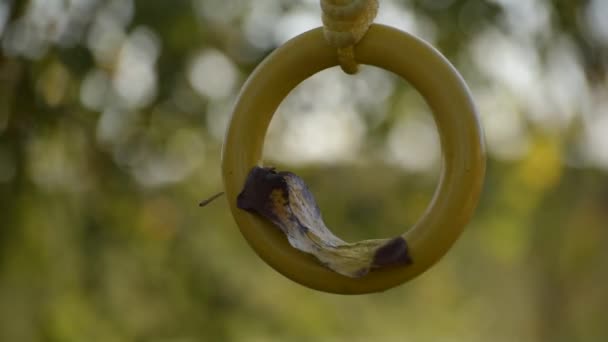 Feuilles Tombées Sur Une Balançoire Enfants — Video