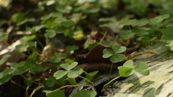 Herfst Landschap Een Bergbos — Stockvideo