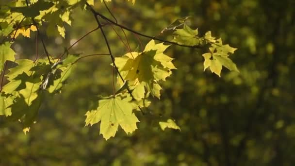 Herfst Landschap Een Bergbos — Stockvideo