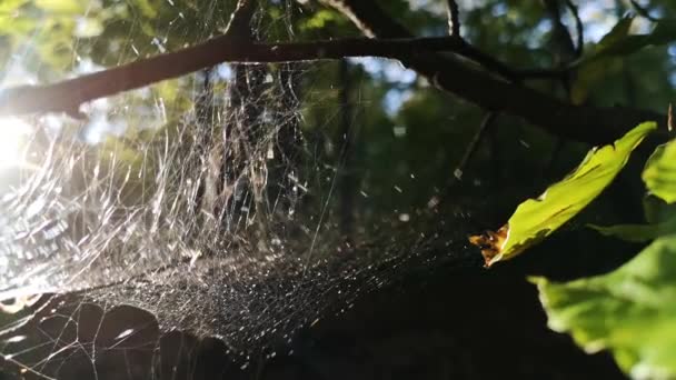 Podzimní Scenérie Horském Lese — Stock video