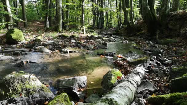 Cenário Outono Uma Floresta Montesa — Vídeo de Stock