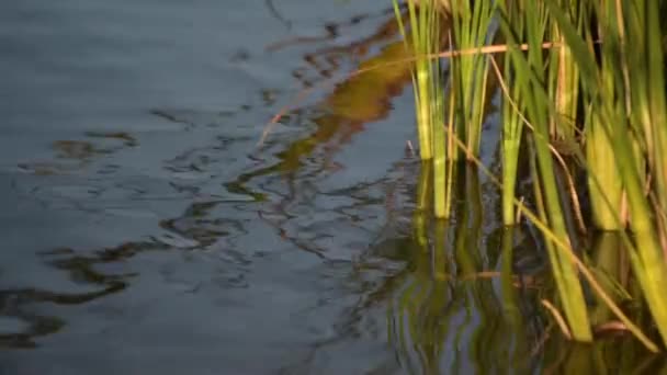 Cattail Lago — Vídeo de stock