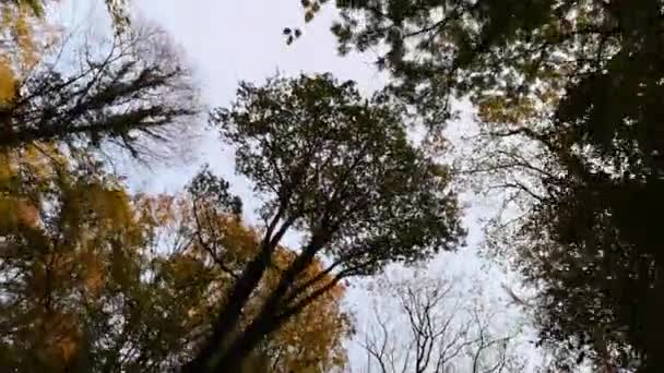 Het Bergwoud Herfst — Stockvideo