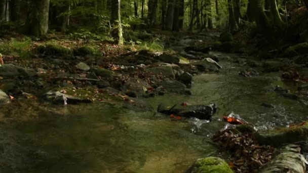 Herfst Landschap Een Bergbos — Stockvideo