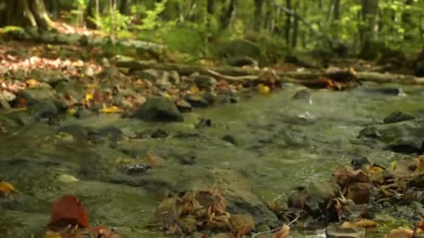 Осінні Пейзажі Гірському Лісі — стокове відео