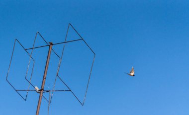 Kırlangıç antenden havalandı.