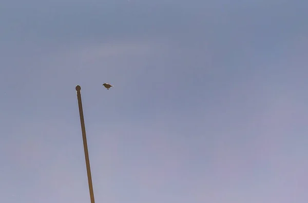 Moineau Vol Près Paratonnerre — Photo