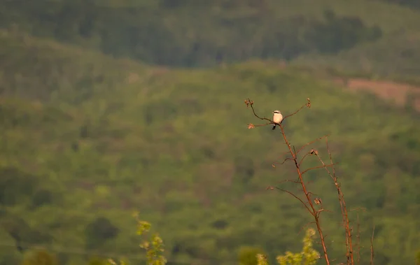 Oiseau Forestier Assis Sur Une Branche — Photo