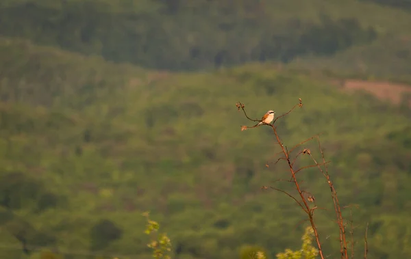 Pájaro Del Bosque Sentado Una Rama — Foto de Stock