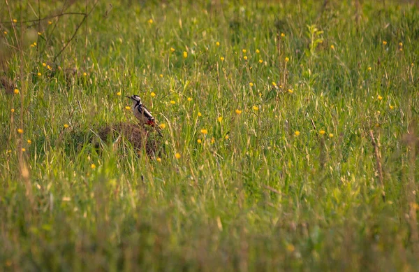 Pic Assis Dans Une Clairière — Photo