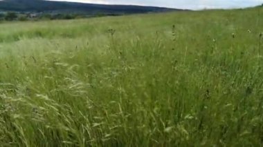Çayır bitkileri güçlü bir rüzgarda sallanıyor