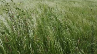 Çayır bitkileri güçlü bir rüzgarda sallanıyor
