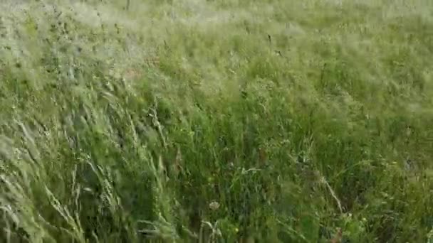 強風の中で草原の植物が揺れる — ストック動画