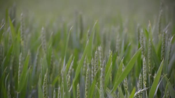 Trigo Verde Campo Cultivo Bajo Lluvia — Vídeos de Stock