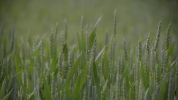 Зеленая Пшеница Поле Дождем — стоковое видео
