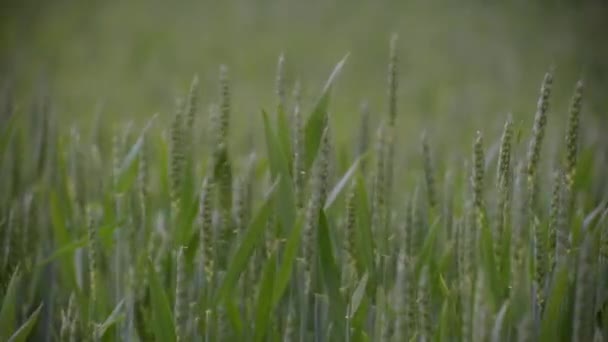 Groene Tarwe Een Akkerland Regen — Stockvideo