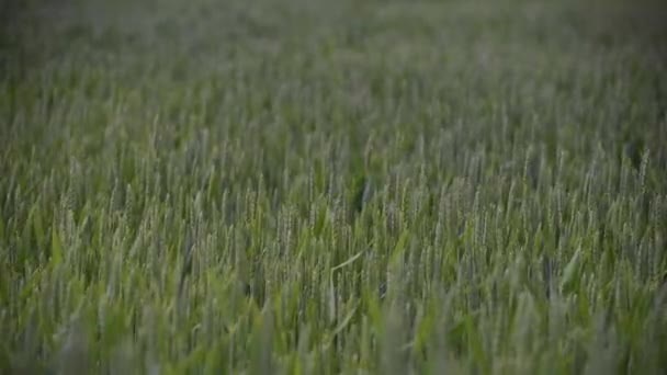 Trigo Verde Campo Fazenda Chuva — Vídeo de Stock