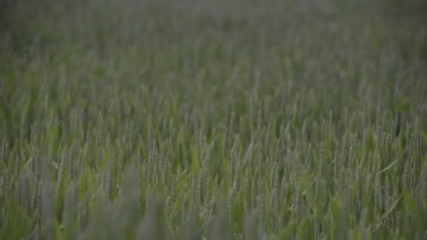 Trigo Verde Campo Fazenda Chuva — Vídeo de Stock