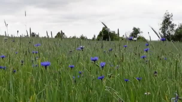 雨の中の畑の緑の小麦 — ストック動画
