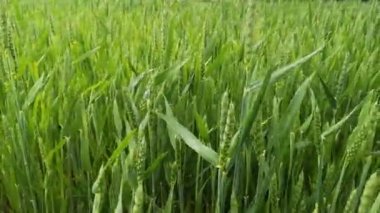 Yağmurda bir tarlada yeşil buğday