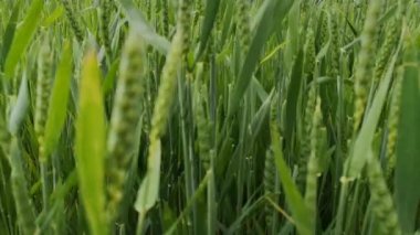 Yağmurda bir tarlada yeşil buğday