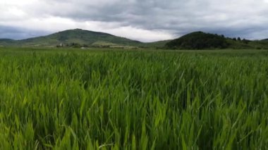 Yağmurda bir tarlada yeşil buğday