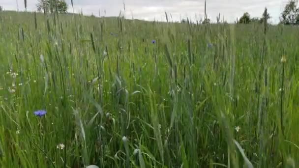 Green Wheat Farm Field Rain — Stock Video