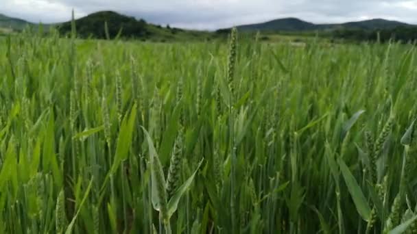 Зеленая Пшеница Поле Дождем — стоковое видео
